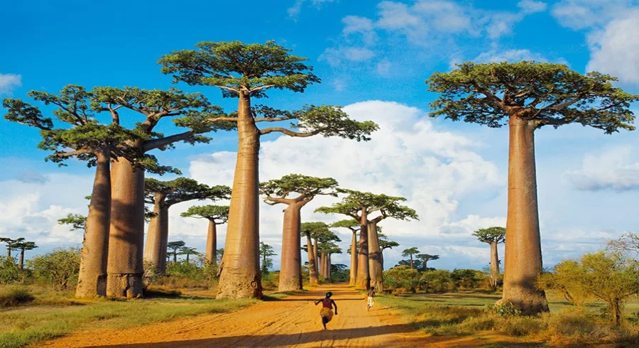 Avenue of the Baobabs Madagascar
